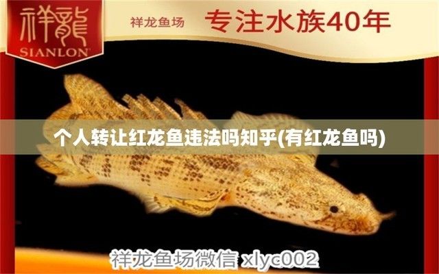 賣紅龍魚犯法嗎知乎，賣紅龍魚是否犯法 龍魚百科 第3張