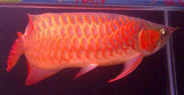 如何挑選優(yōu)質(zhì)紅龍魚，如何挑選優(yōu)質(zhì)的紅龍魚 觀賞魚市場（混養(yǎng)魚） 第2張