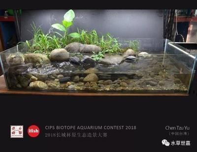 35cm魚缸造景，35cm魚缸適合哪些小型魚缸造景中如何選用水草火山石顆粒在造景中 魚缸百科 第5張