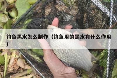 檸檬鯽魚最佳水溫控制，檸檬鯽魚最佳水溫控制技巧，溫水性魚類生長特性 觀賞魚市場（混養(yǎng)魚） 第1張