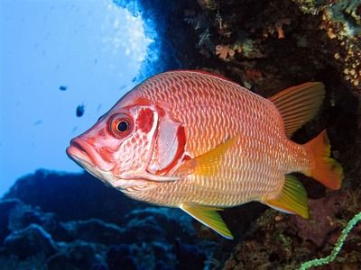 白化火箭魚繁殖技術(shù)要點(diǎn)，白化火箭魚的繁殖技術(shù)要點(diǎn) 觀賞魚市場（混養(yǎng)魚） 第3張