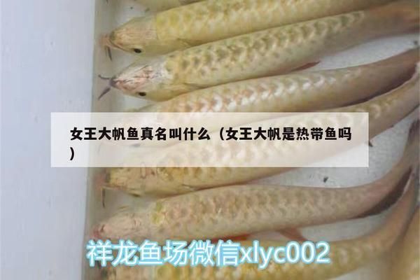 女王大帆魚，女王大帆魚的日常護(hù)理技巧，女王大帆魚的繁殖技巧 觀賞魚市場(chǎng)（混養(yǎng)魚） 第3張