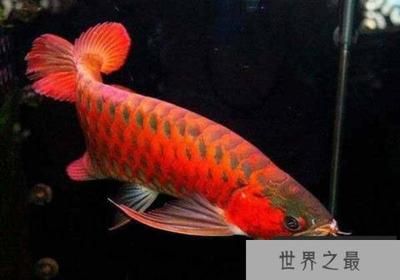 龍魚觀賞價值排名，龍魚觀賞價值排名，龍魚因其獨特的外觀和象征意義 龍魚百科 第4張