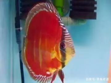 虎紋恐龍魚多大缸好養(yǎng)，-虎紋恐龍魚需要什么樣的過濾系統(tǒng) 水族問答