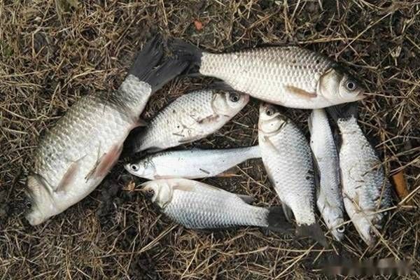 雪鯽魚(yú)適宜的水草種類，雪鯽魚(yú)適合的水草種類 觀賞魚(yú)市場(chǎng)（混養(yǎng)魚(yú)） 第1張