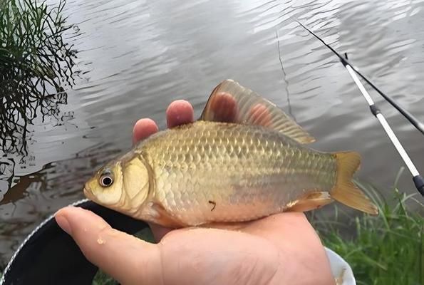 雪鯽魚(yú)適宜的水草種類，雪鯽魚(yú)適合的水草種類 觀賞魚(yú)市場(chǎng)（混養(yǎng)魚(yú)） 第4張