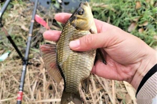 雪鯽魚(yú)適宜的水草種類，雪鯽魚(yú)適合的水草種類 觀賞魚(yú)市場(chǎng)（混養(yǎng)魚(yú)） 第5張