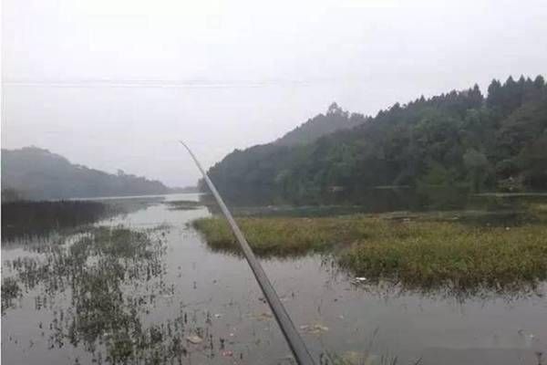 雪鯽魚(yú)適宜的水草種類，雪鯽魚(yú)適合的水草種類 觀賞魚(yú)市場(chǎng)（混養(yǎng)魚(yú)） 第3張