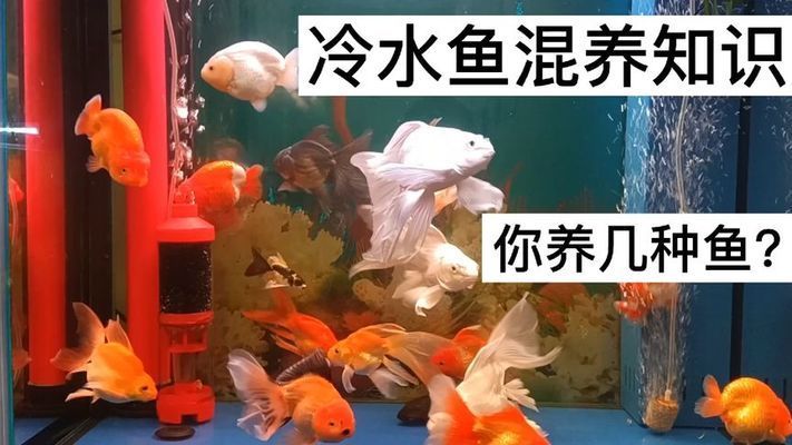 黑云魚混養(yǎng)最佳密度是多少，黑云魚混養(yǎng)最佳密度為50克/尾的黑魚15尾左右 觀賞魚市場（混養(yǎng)魚） 第5張