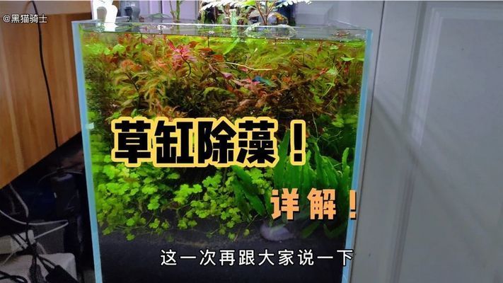 龍魚缸怎樣除藻視頻大全，龍魚缸如何除藻