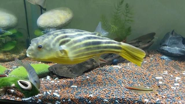 斑馬狗頭魚(yú)繁殖條件，斑馬狗頭魚(yú)的繁殖條件主要包括以下幾個(gè)方面斑馬狗頭魚(yú)的繁殖條件 觀賞魚(yú)市場(chǎng)（混養(yǎng)魚(yú)） 第1張