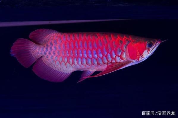 龍魚(yú)怎么增色效果好，龍魚(yú)專用飼料哪種好 龍魚(yú)百科 第3張