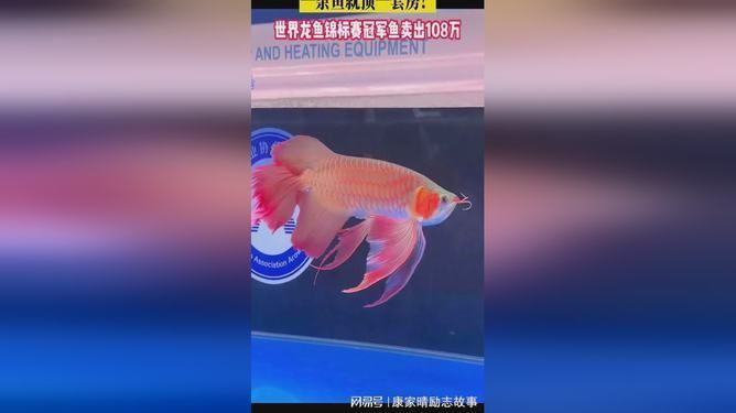 盤古杯世界龍魚錦標(biāo)賽第四名獎(jiǎng)金多少錢，2021盤古杯世界龍魚錦標(biāo)賽第四名獎(jiǎng)金為人民幣3萬(wàn)元 龍魚百科 第5張