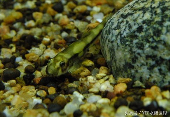 申古銀版魚混養(yǎng)水質(zhì)管理技巧 觀賞魚市場（混養(yǎng)魚） 第5張