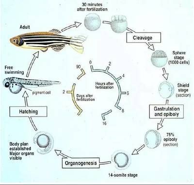 狗頭魚的天敵有哪些？，狗頭魚的主要天敵主要包括以下幾種 觀賞魚市場（混養(yǎng)魚） 第3張