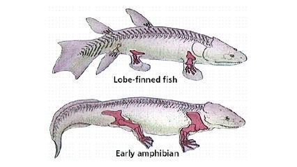 狗頭魚的天敵有哪些？，狗頭魚的主要天敵主要包括以下幾種 觀賞魚市場（混養(yǎng)魚） 第5張