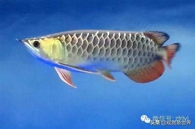 龍魚是金龍魚嗎 龍魚百科 第3張