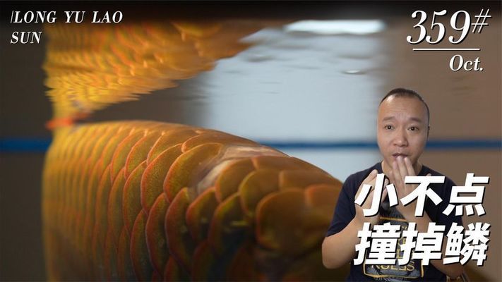 龍魚老孫微信號，如何獲取龍魚老孫微信號 龍魚百科 第3張