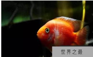 元寶鯽魚適宜的水溫范圍，元寶鯽魚適宜的水溫范圍是20-30℃,20-[需手動填充] 觀賞魚市場（混養(yǎng)魚） 第3張