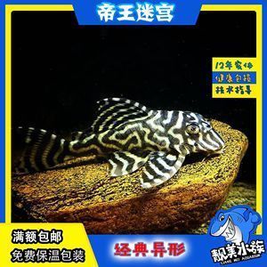 如何辨別帝王迷宮魚的品種，帝王迷宮魚品種鑒別 觀賞魚市場(chǎng)（混養(yǎng)魚） 第3張