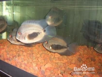 黑云魚(yú)繁殖技巧分享，黑云魚(yú)的繁殖技巧 觀賞魚(yú)市場(chǎng)（混養(yǎng)魚(yú)） 第4張