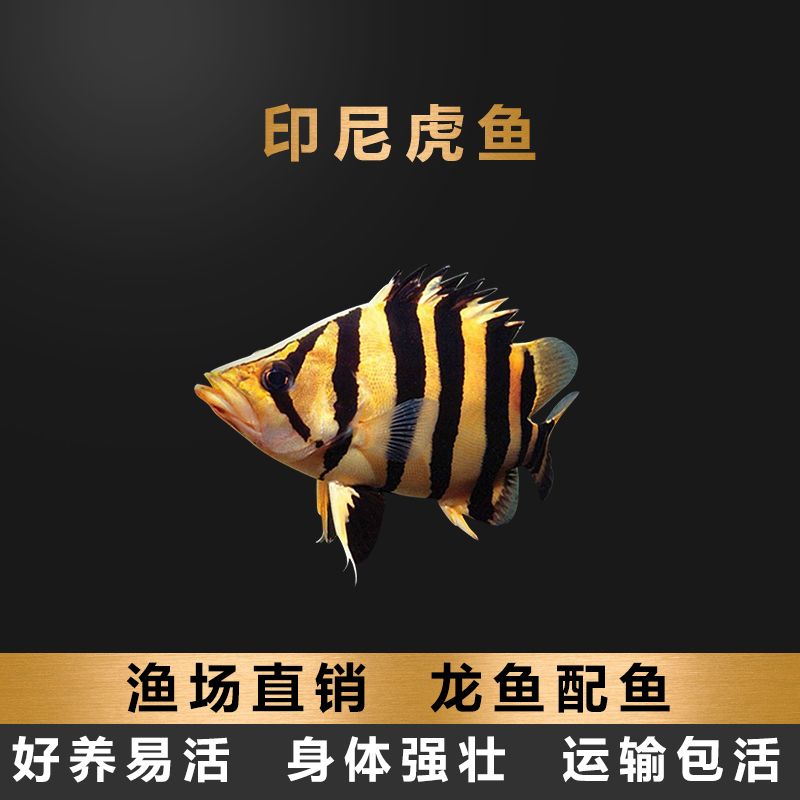 印尼三紋虎與龍魚(yú)混養(yǎng)效果，印尼三紋虎與龍魚(yú)混養(yǎng)比例研究印尼三紋虎混養(yǎng)水質(zhì)管理技巧