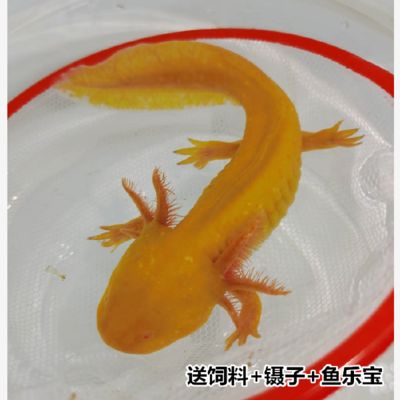 六角恐龍魚一次喂幾粒飼料，六角恐龍魚飼料品牌推薦,六角恐龍魚飼料營養(yǎng)成分分析 龍魚百科 第4張