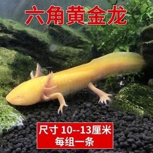 六角恐龍魚一次喂幾粒飼料，六角恐龍魚飼料品牌推薦,六角恐龍魚飼料營養(yǎng)成分分析 龍魚百科 第5張