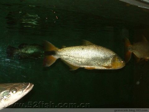 龍魚混養(yǎng)魚缸視頻大全，如何將不同種類的魚類混養(yǎng)在魚缸中 水族問答