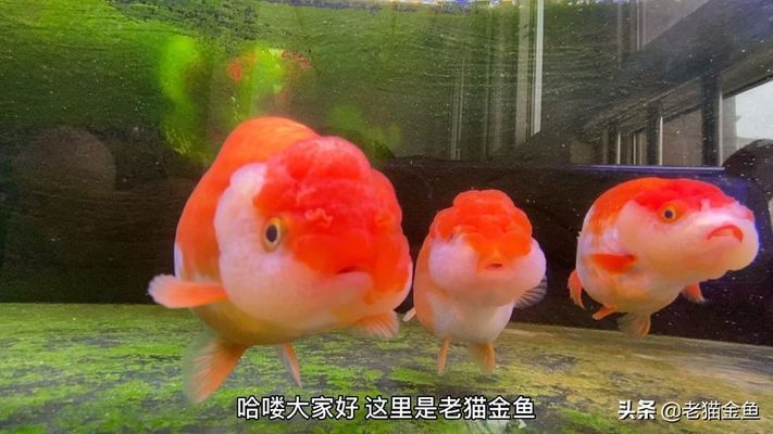 大日玉鯖金魚繁殖期飼料配方，大日玉鯖金魚繁殖期飼料配方及注意事項 觀賞魚市場（混養(yǎng)魚） 第3張