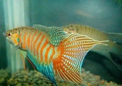 大日玉鯖金魚繁殖期飼料配方，大日玉鯖金魚繁殖期飼料配方及注意事項 觀賞魚市場（混養(yǎng)魚） 第4張