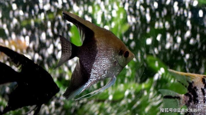 圣菲埃及魚飼料選擇指南，圣菲埃及品魚飼料選擇指南 觀賞魚市場(chǎng)（混養(yǎng)魚） 第2張