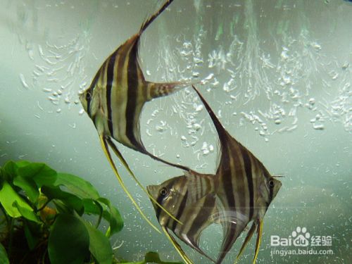 圣菲埃及魚飼料選擇指南，圣菲埃及品魚飼料選擇指南 觀賞魚市場(chǎng)（混養(yǎng)魚） 第5張