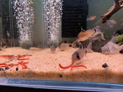 巴西亞魚繁殖期餌料選擇，巴西亞魚繁殖期飼料品牌推薦巴西亞魚繁殖期水質(zhì)管理技巧 觀賞魚市場（混養(yǎng)魚） 第3張