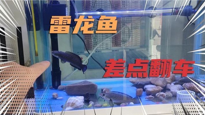 雷龍魚會不會假死 龍魚百科 第4張