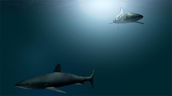 水族館繁殖成功案例分享，國內(nèi)首例龍魚繁殖成功案例 觀賞魚市場（混養(yǎng)魚） 第1張