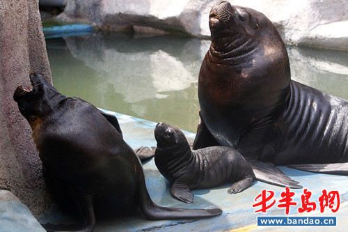 水族館繁殖成功案例分享，國內(nèi)首例龍魚繁殖成功案例 觀賞魚市場（混養(yǎng)魚） 第2張