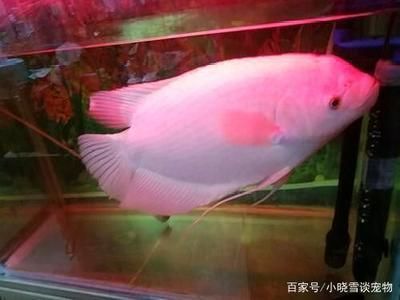 招財(cái)魚(yú)最佳生長(zhǎng)水溫如何控制，招財(cái)魚(yú)水溫控制技巧 觀賞魚(yú)市場(chǎng)（混養(yǎng)魚(yú)） 第1張