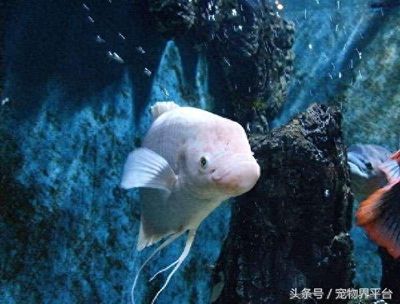 招財(cái)魚(yú)最佳生長(zhǎng)水溫如何控制，招財(cái)魚(yú)水溫控制技巧 觀賞魚(yú)市場(chǎng)（混養(yǎng)魚(yú)） 第4張