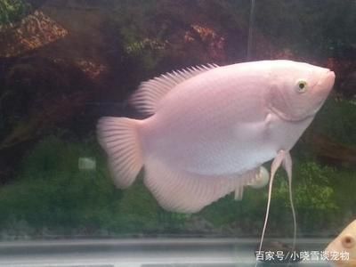 招財(cái)魚(yú)最佳生長(zhǎng)水溫如何控制，招財(cái)魚(yú)水溫控制技巧 觀賞魚(yú)市場(chǎng)（混養(yǎng)魚(yú)） 第3張