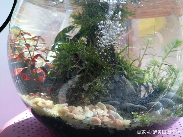 白子關(guān)刀魚繁殖缸水草選擇，如何選擇白子關(guān)刀魚繁殖缸的水草 觀賞魚市場（混養(yǎng)魚） 第5張