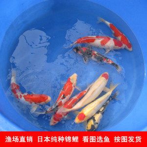 丹頂錦鯉飼料自制技巧，丹頂錦鯉飼料營(yíng)養(yǎng)搭配指南 觀賞魚(yú)市場(chǎng)（混養(yǎng)魚(yú)） 第4張