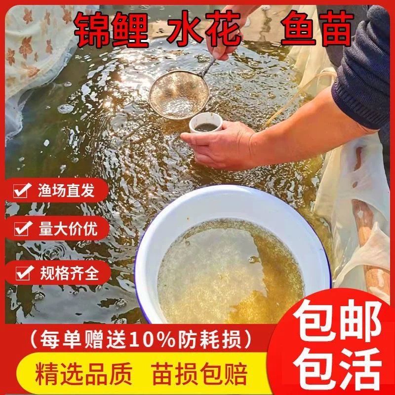 丹頂錦鯉飼料自制技巧，丹頂錦鯉飼料營(yíng)養(yǎng)搭配指南 觀賞魚(yú)市場(chǎng)（混養(yǎng)魚(yú)） 第1張