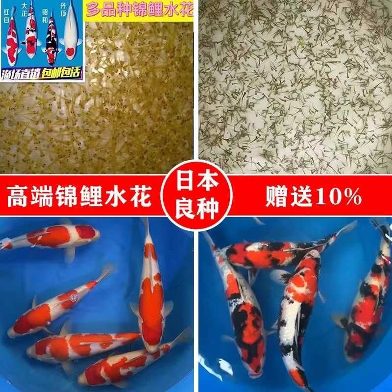 丹頂錦鯉飼料自制技巧，丹頂錦鯉飼料營(yíng)養(yǎng)搭配指南 觀賞魚(yú)市場(chǎng)（混養(yǎng)魚(yú)） 第5張