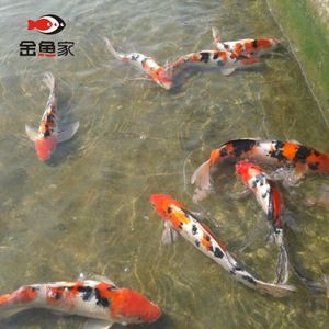 如何判斷大正錦鯉魚的健康狀態(tài)，大正錦鯉魚健康狀態(tài)可以通過(guò)觀察其體態(tài)、鱗片和鰭的狀態(tài)來(lái)判斷 觀賞魚市場(chǎng)（混養(yǎng)魚） 第3張