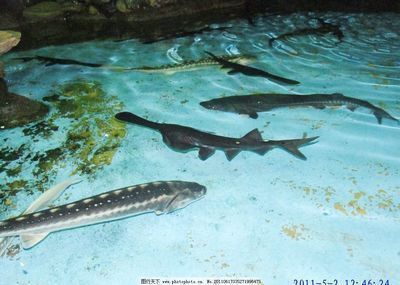 斑馬鴨嘴魚喂食時(shí)間安排，斑馬鴨嘴魚喂食時(shí)間安排對(duì)于保持其健康和活力至關(guān)重要 觀賞魚市場(chǎng)（混養(yǎng)魚） 第1張