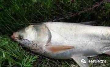 春季釣泰龐海鰱魚策略，泰龐海鰱魚釣位自制方法 觀賞魚市場(chǎng)（混養(yǎng)魚） 第2張