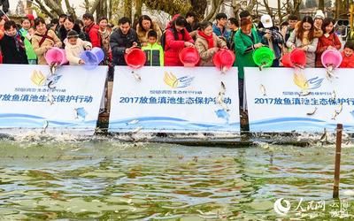 埃及魚苗的疾病防治方法，埃及魚苗常見疾病防治方法埃及魚苗腸炎病的日常預(yù)防技巧 觀賞魚市場（混養(yǎng)魚） 第2張