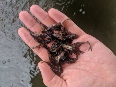 埃及魚苗的疾病防治方法，埃及魚苗常見疾病防治方法埃及魚苗腸炎病的日常預(yù)防技巧 觀賞魚市場（混養(yǎng)魚） 第5張