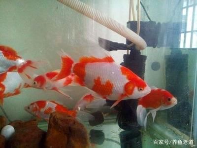 海里游龍魚是什么魚，海里游龍魚是什么類型的魚類？ 水族問答